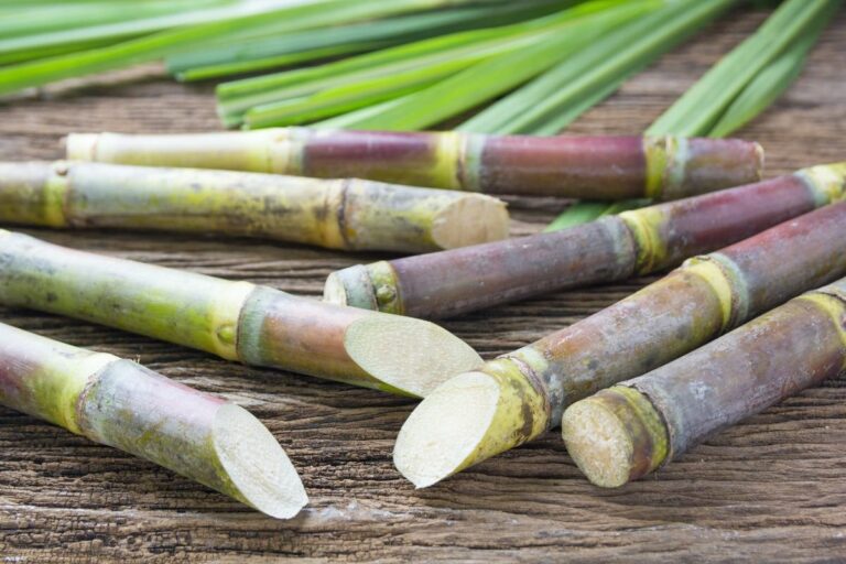 The Superior Advantages of Bagasse Tableware: Leading the Sustainable Revolution